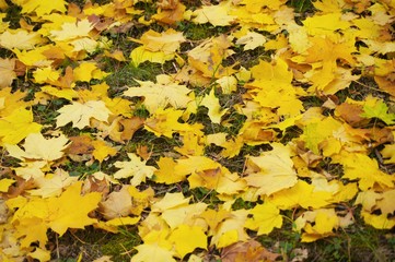 autumn leaves background