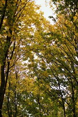 Obraz premium tree in autumn