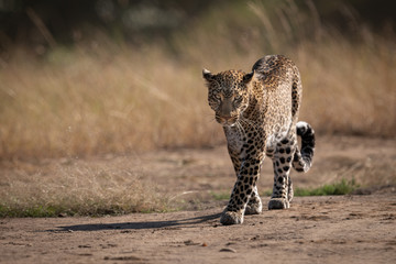 Leopard walks on track past long grass - Powered by Adobe