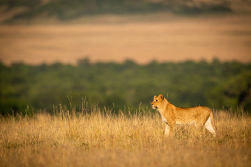 Lioness standing in grass with trees behind