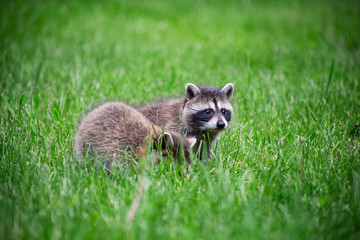 Wild baby racoon