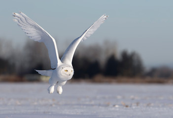 Fototapeta premium Samiec sowy śnieżnej (Bubo scandiacus) leci nisko, polując na otwartym słonecznym, zaśnieżonym polu kukurydzy w Ottawie w Kanadzie