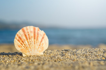 Shell pinned on sand at the beach. Blue sea on background