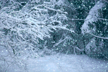 Snowfall in winter forest. Nature background with snow.