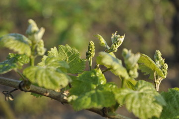 Fototapeta premium young leaves and grapes