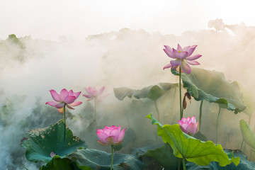 Fototapety  kwiat lotosu