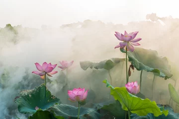 Zelfklevend Fotobehang lotusbloem bloesem © hxdyl