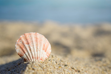 Shell pinned on sand at the beach. Blue sea on background