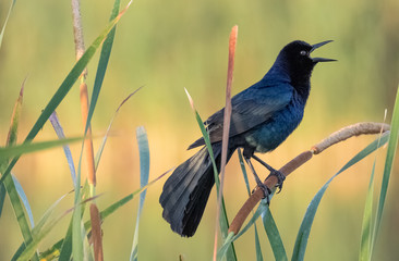 Boat-tailed Grackle