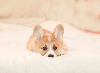 portrait of cute cute puppy Corgi lying on the bed and looking sadly forward