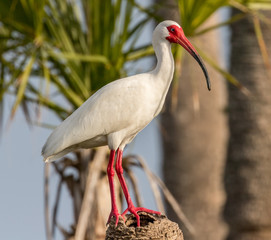 American White Ibis