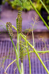 Swallowtail butterfly larvae feeding on dill weed