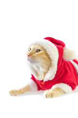 Yellow kitten wearing a santa suit and looking on top with white background