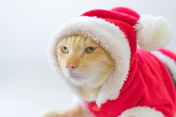 Cute cat in santa claus suit