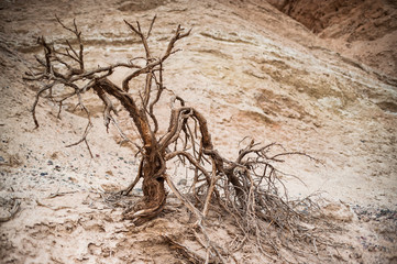 Dead tree desert landscape in death valley national park, climate change concept