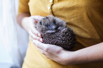 Woman's hands holding rolled up hedgehog