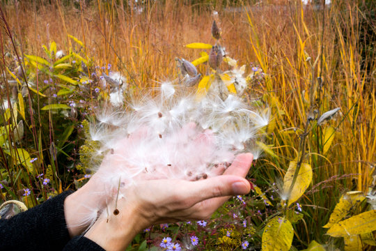 Germany, hands of man holding seed of Showy Milkweed in botanical garden in autumn