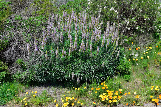 Spain, Canary Islands, Tenerife, botany