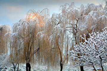 ośnieżone drzewa © robert6666