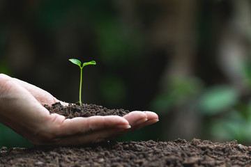 Closeup hand of person holding abundance soil with young plant in hand   for agriculture or planting peach nature concept.