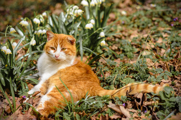 A beautiful red cat lies in the spring forest near the snow sledges
