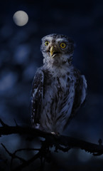 Little owl sitting on a branch in the night forest