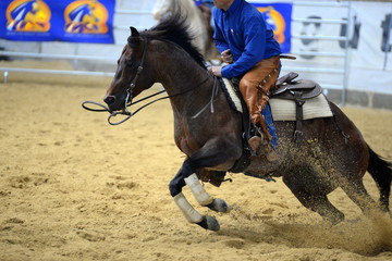 Action. Brown Quarter Horse in a inside cutting Competition, Detail.