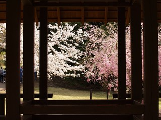 東屋の向こう側に咲く白とピンクの桜