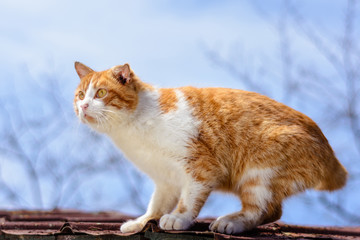 Amazing red cat hunting birds on the roof of the house