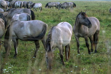 Wild horses grazing in the meadow on foggy summer morning.