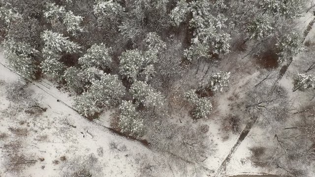 Aerial view on forest tree tops under snow 4K tilting video