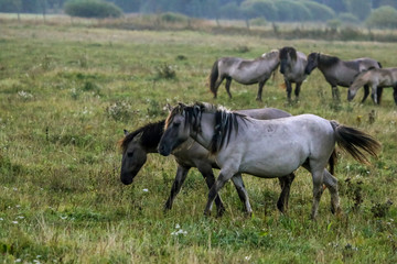 Naklejka na ściany i meble Wild horses grazing in the meadow on foggy summer morning.