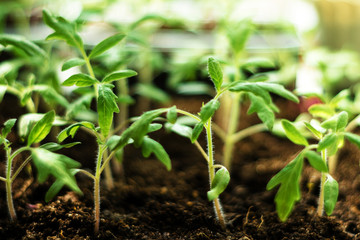 Charming little tomato seedlings on a background of brown soils from black soil