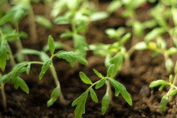 Charming little tomato seedlings on a background of brown soils from black soil