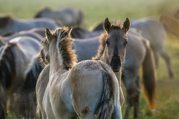 Wild horses grazing in the meadow on foggy summer morning.