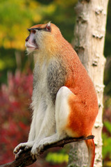 Portrait of a monkey is sitting, resting and posing on branch of tree in garden. Patas monkey is type of primates, tropical exotic wild animals. Monkey look at something in natural environment at zoo.
