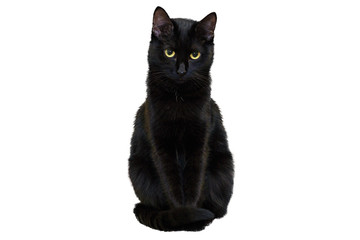 A black cat on a white background looks directly into the camera with a confident look.