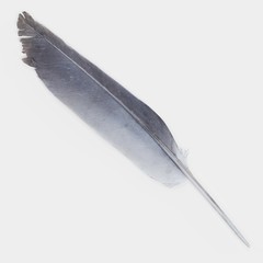 Realistic 3D Render of Bird Feather