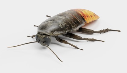 Realistic 3D Render of Hissing Cockroach