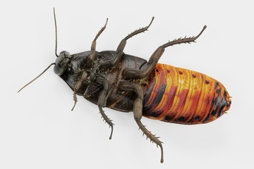 Realistic 3D Render of Hissing Cockroach