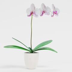 Naklejka na ściany i meble Realistic 3D Render of Orchid Flower