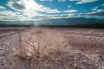 Dead dry bush desert landscape in death valley national park, climate change concept