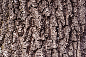 Beautiful texture background of brown oak bark
