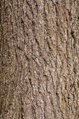 Charming texture of the bark of a lovely linden tree
