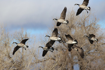 canada geese in flight