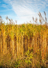 Obraz premium At the edge of mature yellow Elephant Grass or Miscanthus giganteus plants in a Dutch field