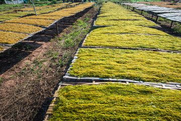 tobacco leaves dried on field