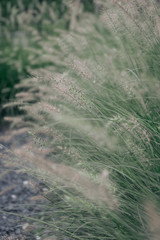 Flowers grass for background in selective focus with vintage filter. - Image