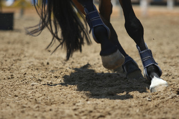 Horse legs running