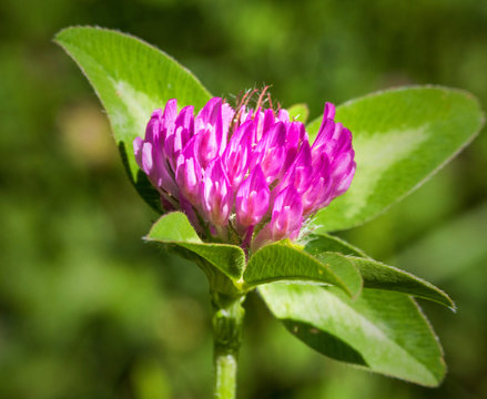 Macrophotographie fleur sauvage - Trefle alpestre - Trifolium alpestre
